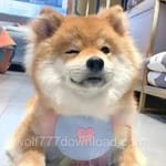 Avatar of Sumbul Khan